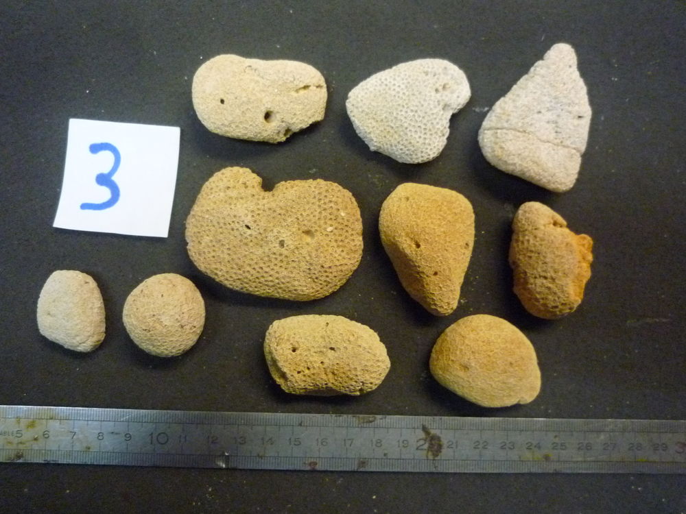 CORAUX FOSSILES GONIOPORA HEBERTI LOT N&deg;03 X 10 
