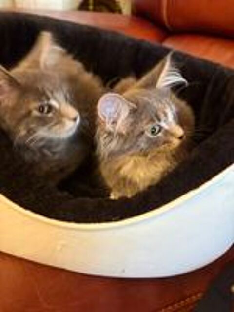   Maine coon  