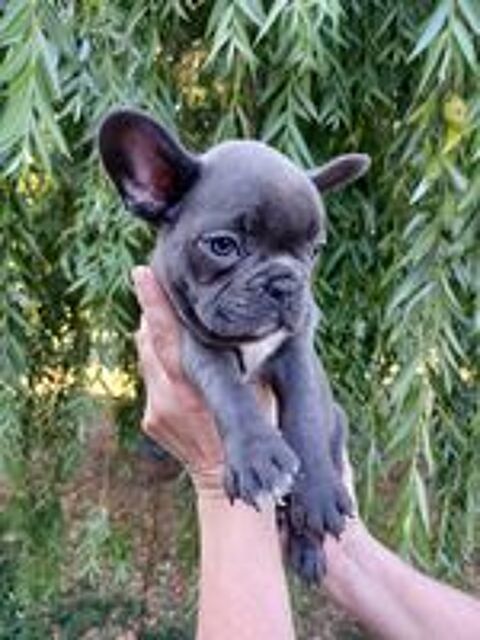   Chiots bouledogue français  