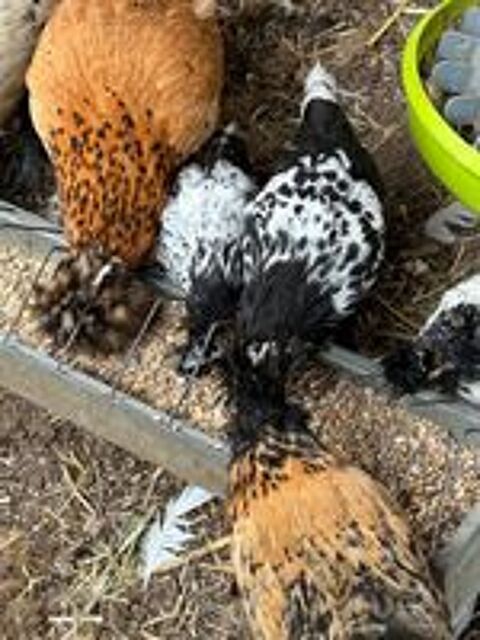   Pavlov : Poules ou Coqs 