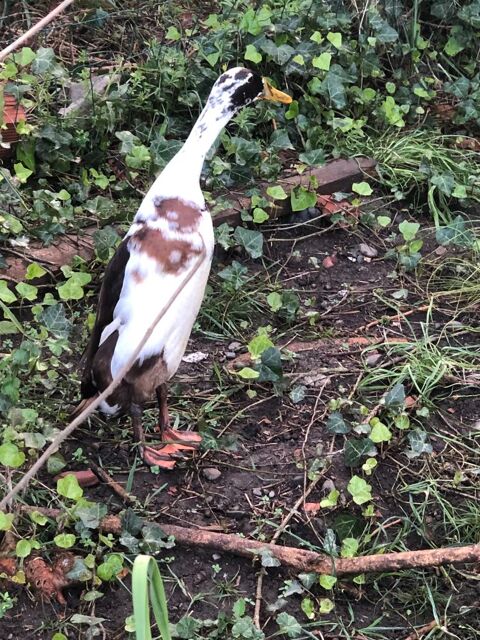 Canards coureur indien 20 31800 Saint-gaudens