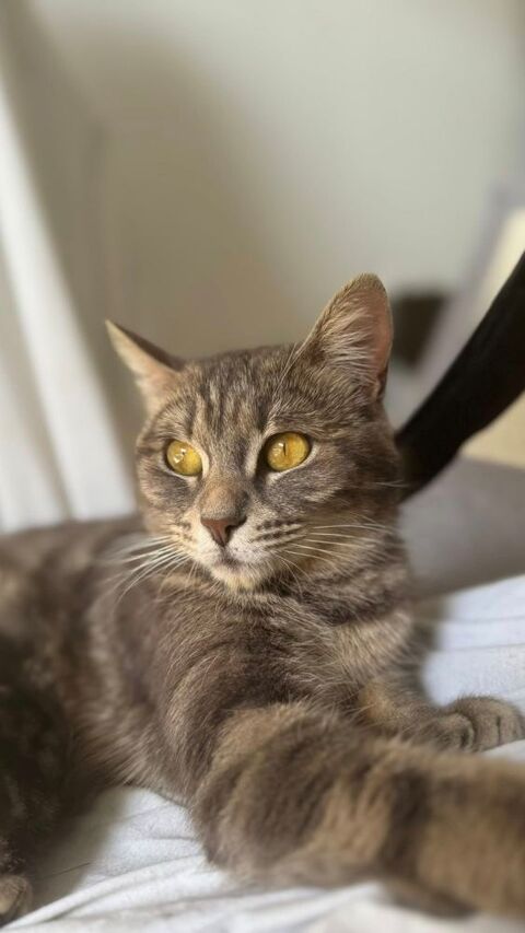Chat KALI à l adoption 200 26200 Montlimar