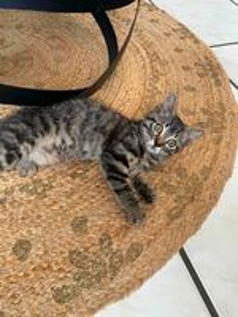   Adorable chaton mâle de 4 mois (Bali) cherche sa famille pour la vie 