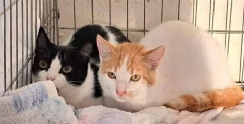 TULIPAN et VIOLETA 460 27620 Gasny