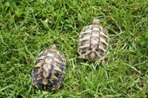   tortues juvéniles 