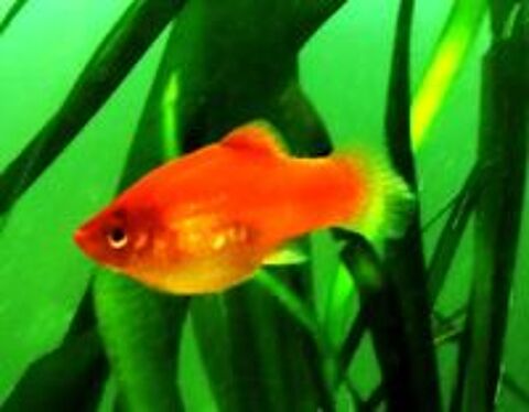   Platys rouges 