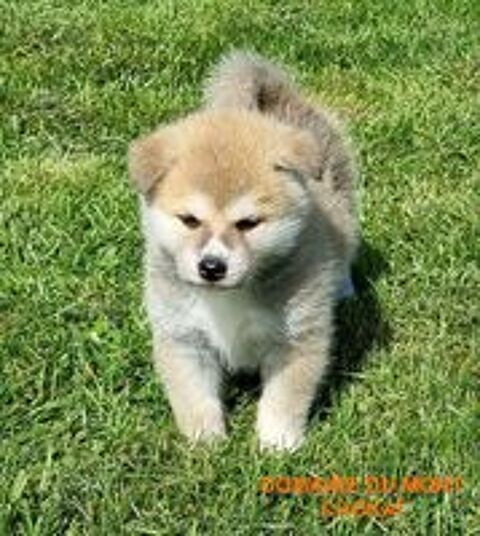   Magnifique Chiot mle  Akita Inu Domaine du Mont Choka 