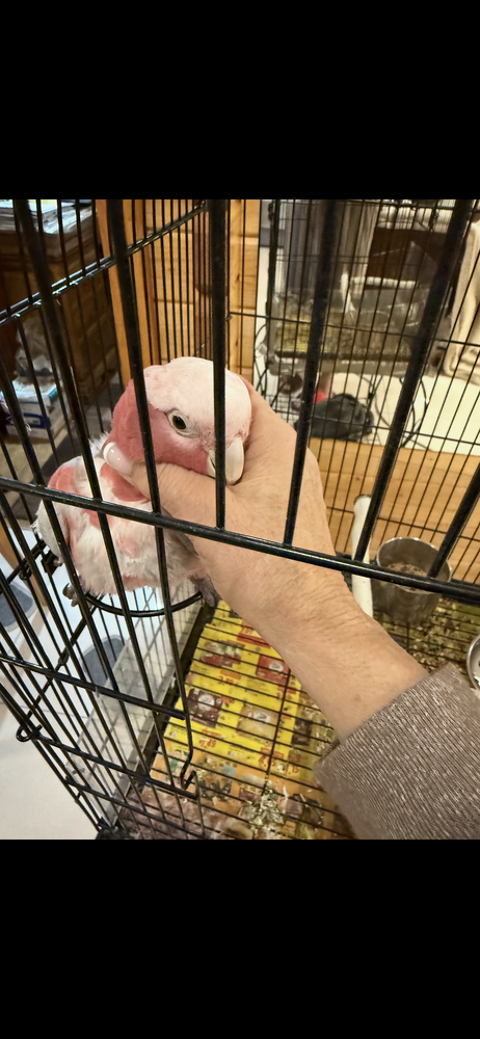 Perroquet 1200 27950 Saint-marcel