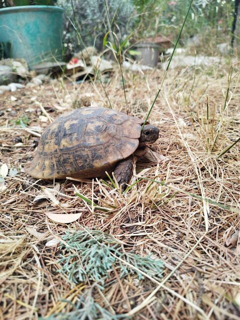 Tortue des steppes 200 83160 La valette-du-var
