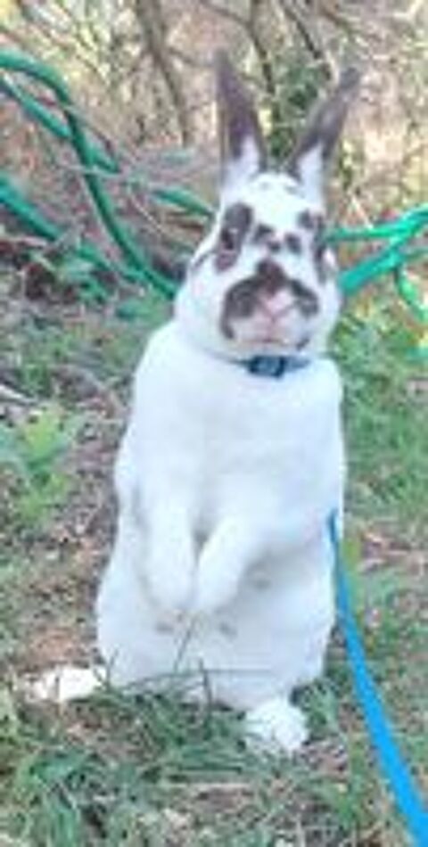   Lapin nain rex 