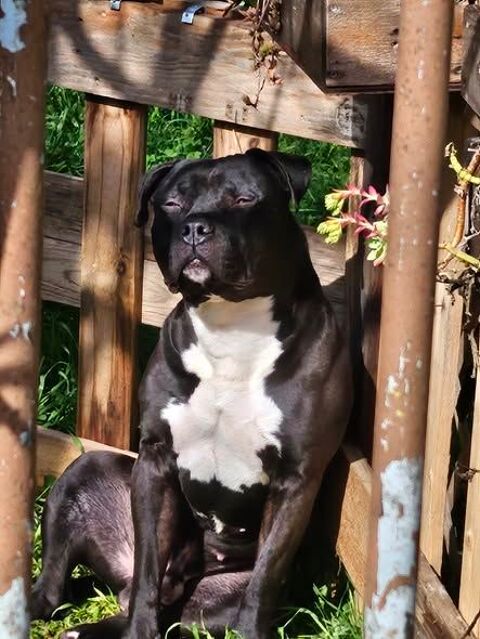 Chien TYSON &agrave; l adoption 250 13630 Eyragues