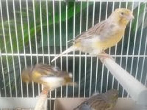   Canaris  
