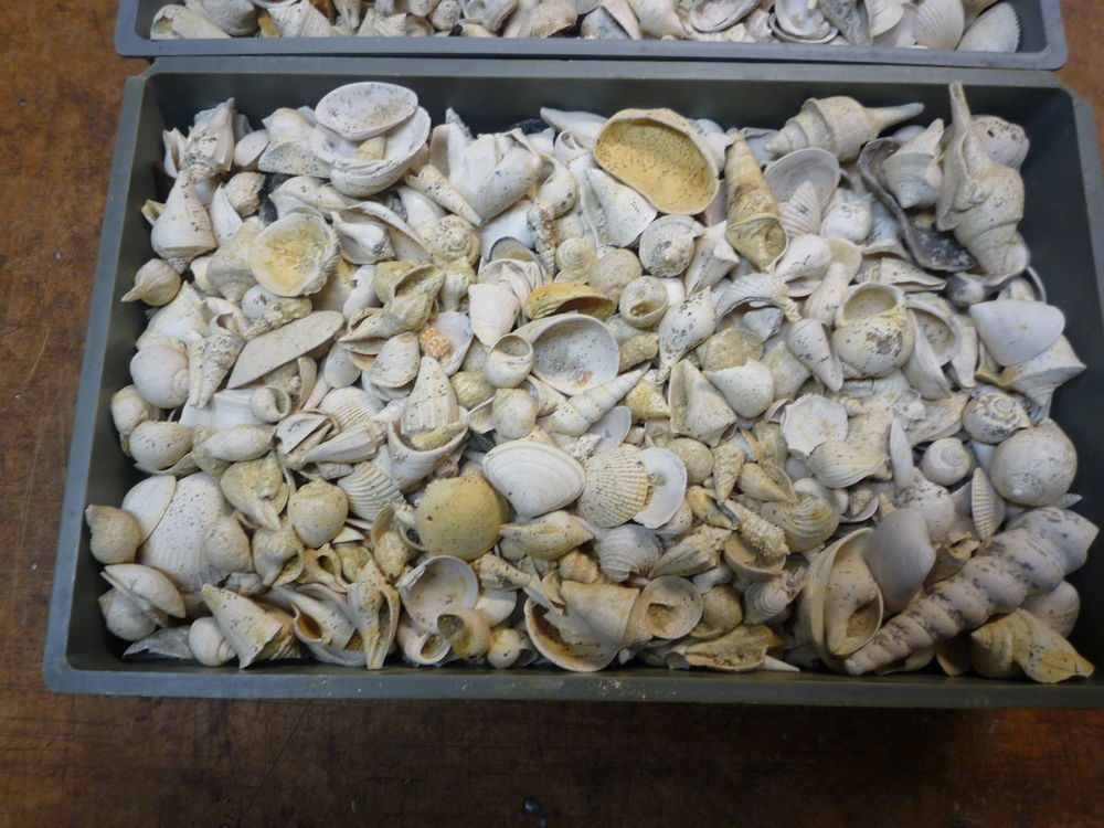 FOSSILES BARTONIEN AU KILO
