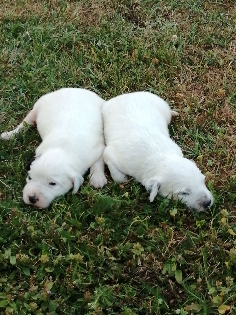   chiots setter anglais 