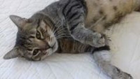   JASPE SENIOR TIGRE 11 ANS 