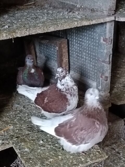 Couples de pigeons. Races Montauban ou mondain.
Prix 25 le 25 27310 Bourg-achard