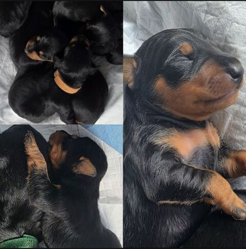 &Agrave; r&eacute;server chiot pinscher nain 950 40120 Pouydesseaux
