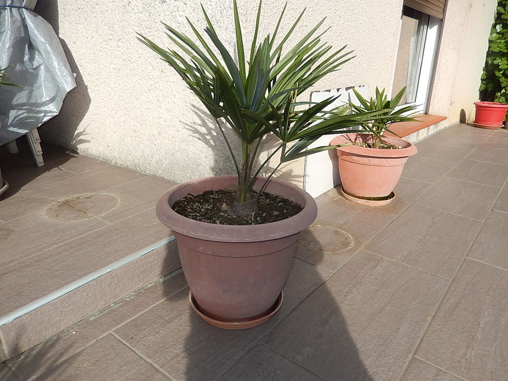 PALMIER TRACHYCARPUS FORTUNEI R&Eacute;SISTE LA S&Eacute;CHERESSE ET FROI Jardin