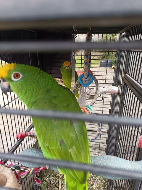 COUPLE AMAZONES A FRONT JAUNE + CAGE. 1250 17380 Tonnay-boutonne