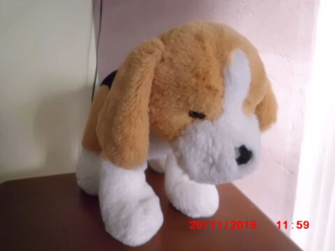 CHIEN 3 COULEURS PEEKO 13 Oignies (62)