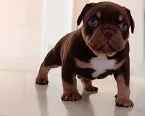  Magnifiques chiots American Bully FBKC 