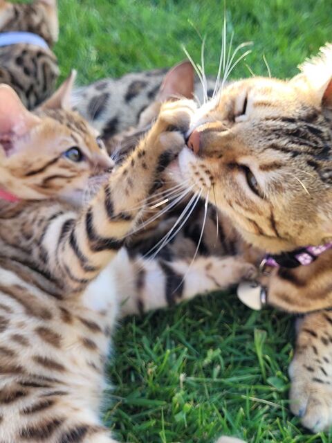 Chatons Bengals LOOF paiement en plusieurs fois 1450 85230 Beauvoir-sur-mer