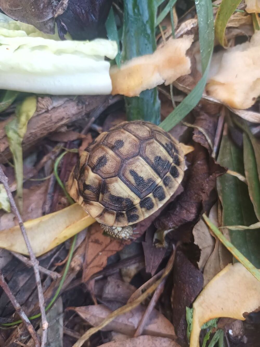   Petite tortue  