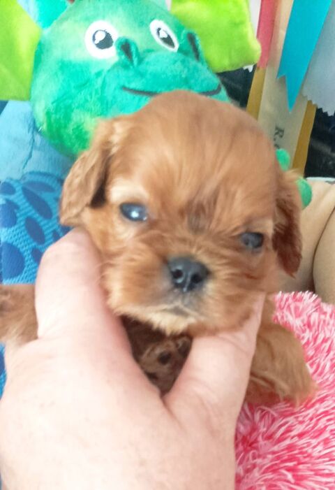Jolis bb cavalier king charles lof disponibles !! 1500 24400 Mussidan