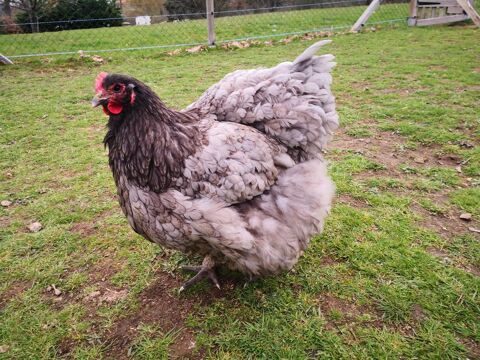 Parquet reproducteur poules coq Orpington GR  40 42820 Ambierle