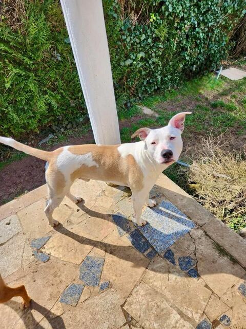Wally, mâle croisé berger, né le 10/05/2024 &#128054; 300 83000 Toulon