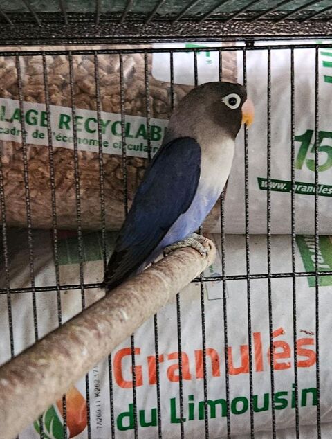 ins&eacute;parables personata de 2025 40 87230 Les cars