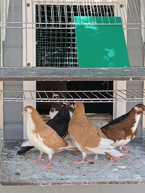 Pigeons rouleurs de galatis 20 51600 Suippes