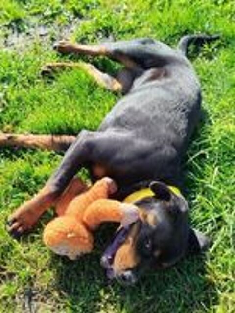   ALI femelle type rottweiler 1 an 