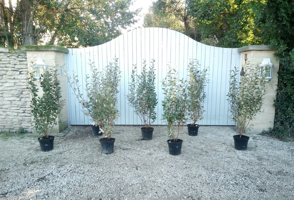 Arbuste d'ornement persistant 'Eleagnus Ebbingei' Jardin
