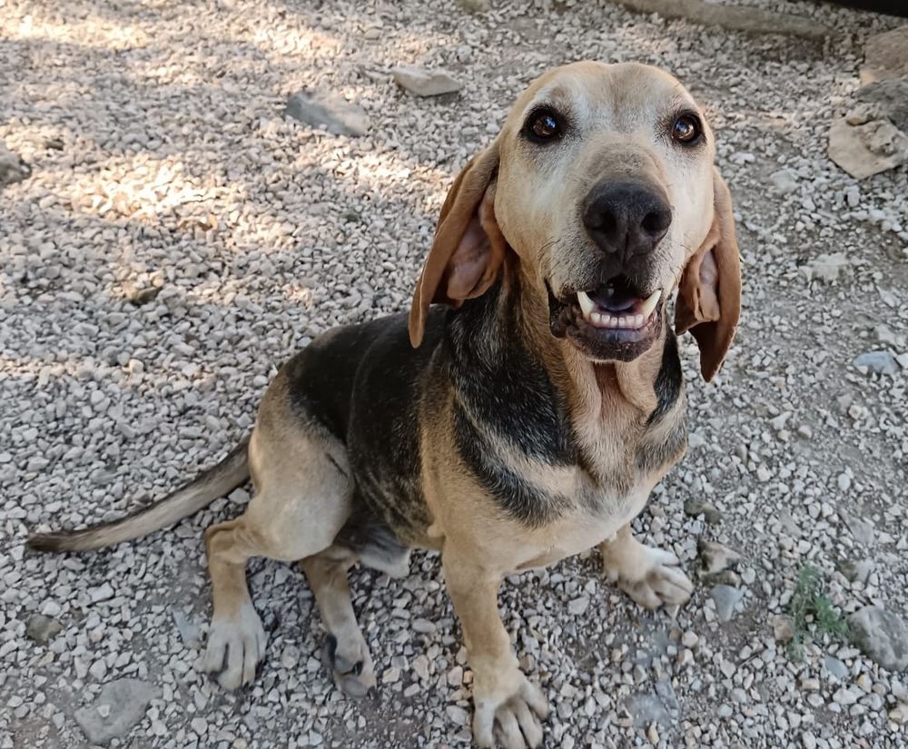   SOS Tommy 6 ans de refuge! 
