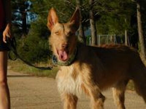  SIRIO 3ans, sublime podenco 