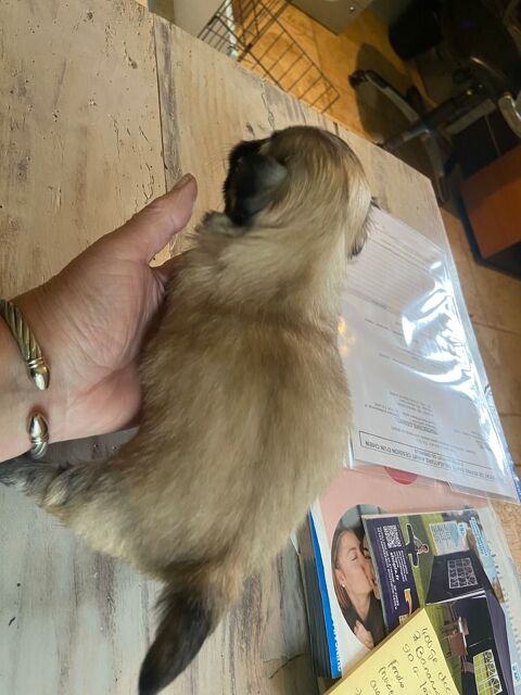 chiots malshi ou maltzu ( shih tzu x bichon) 850 61230 Gac