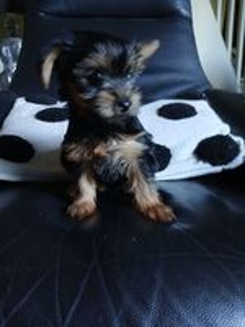   Chiot yorksire pure race 