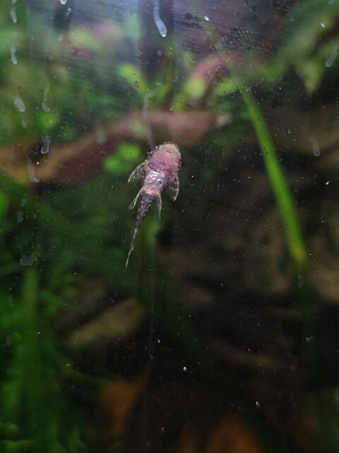 Ancistrus b&eacute;b&eacute; 4 77330 Ozoir-la-ferri�re