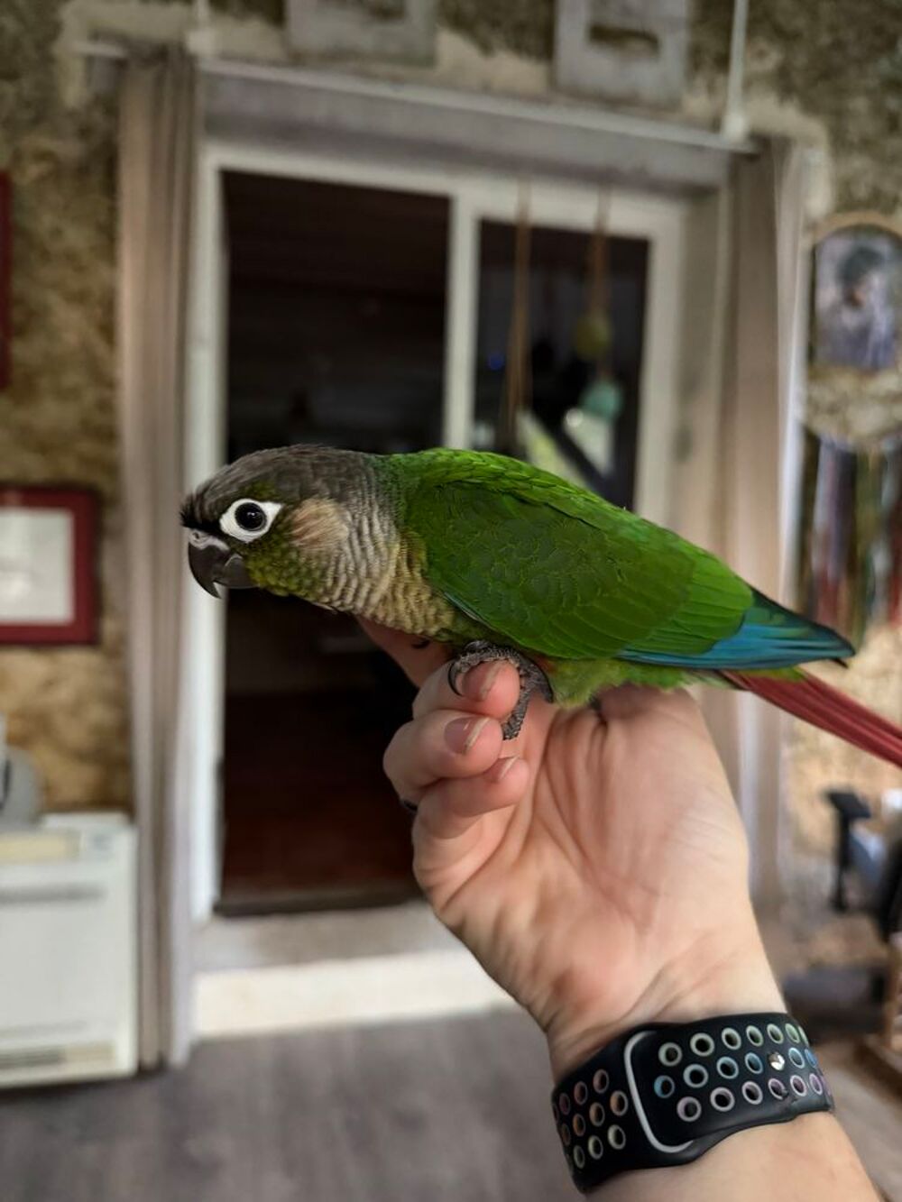   Conure de molina EAM 