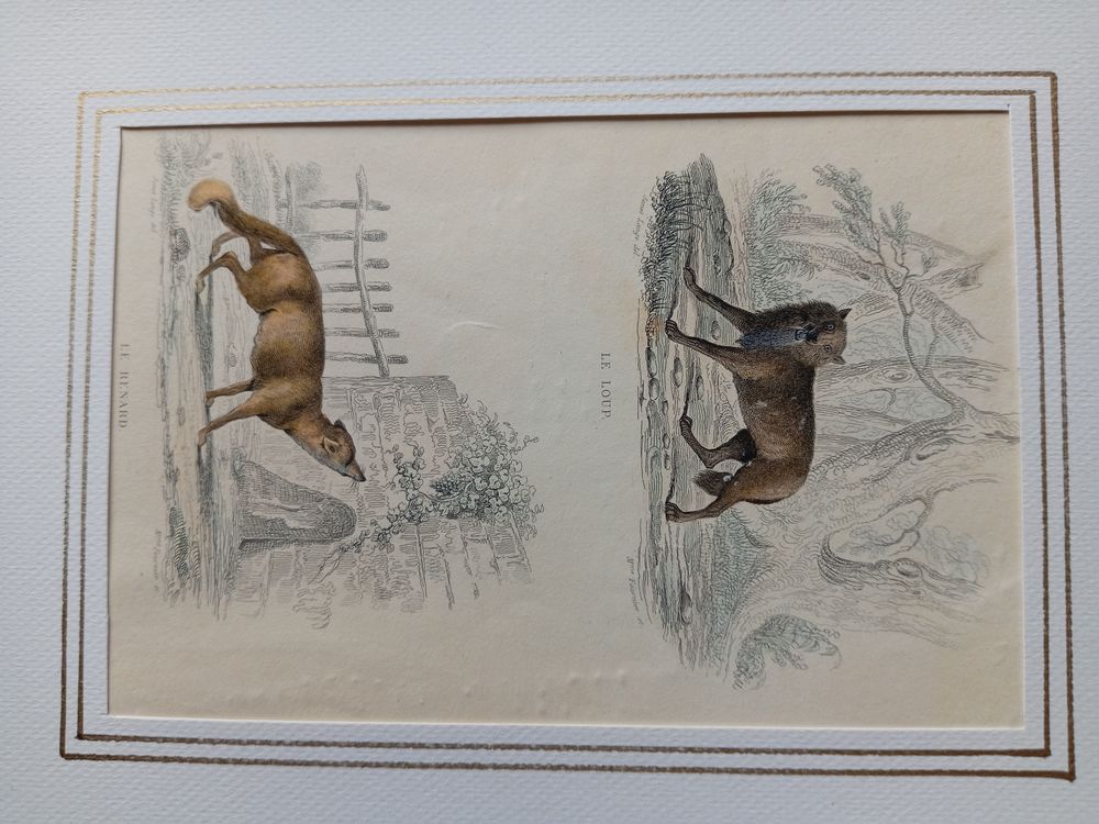  MAMMIFERES 52 GRAVURES ORIGINALES DE BUFFON DE 1839
