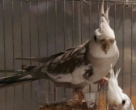 Magnifique Mâle 25 72510 Saint-jean-de-la-motte