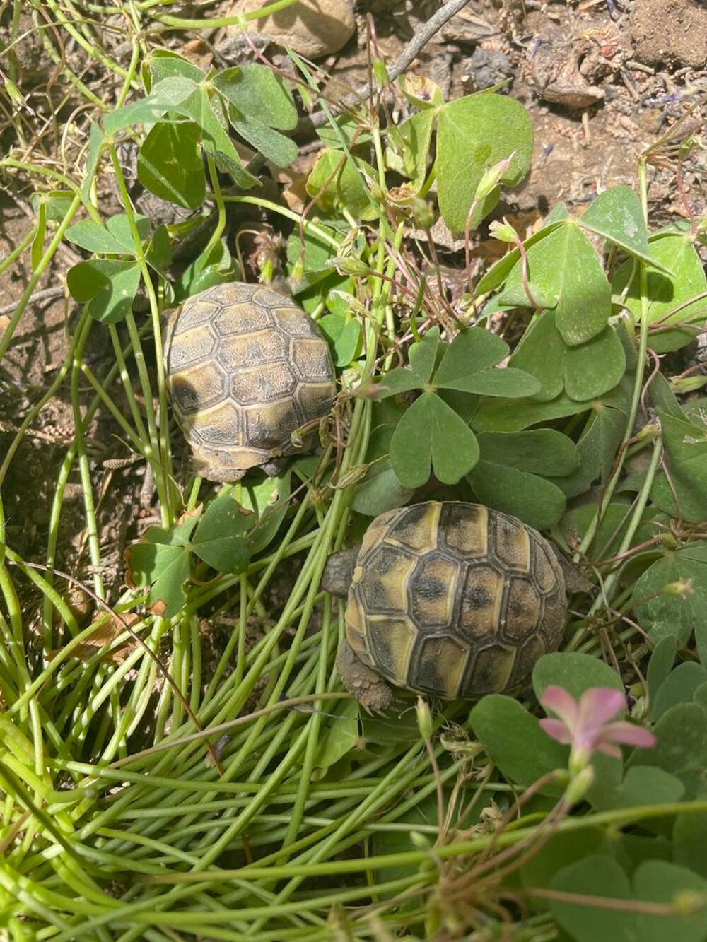   Tortue  