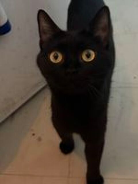   chat don 