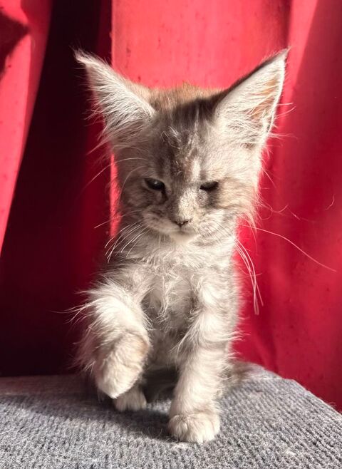 Chaton Maine Coon femelle lign&eacute;e shaded 1400 13400 Aubagne