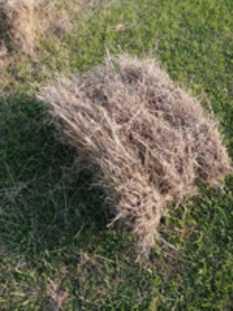   foin sans engrais / nourrisseur  a lapin  