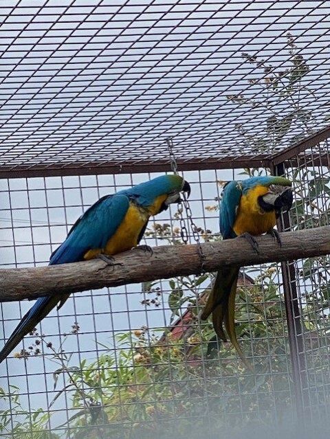 Couple de Ara Ararauna 2200 41140 Méhers