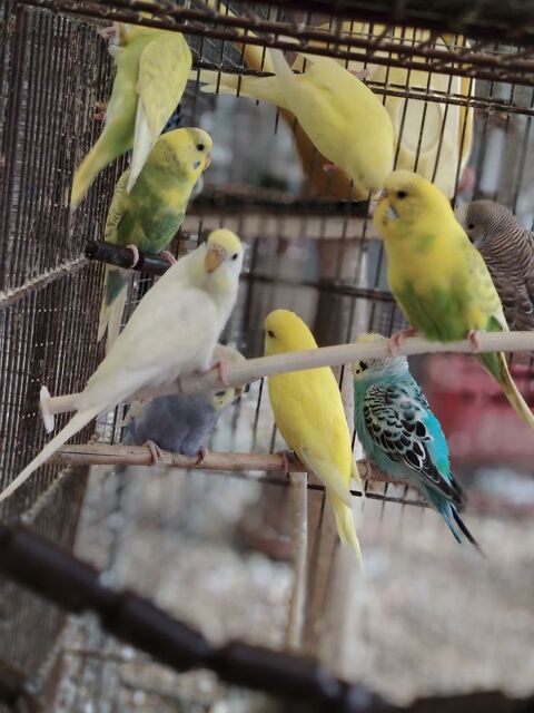 C&egrave;de jeunes perruches ondul&eacute;es moins d un an.  12 43210 Bas-en-basset