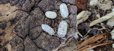 Cloporte et crevettes 0 59155 Faches-thumesnil