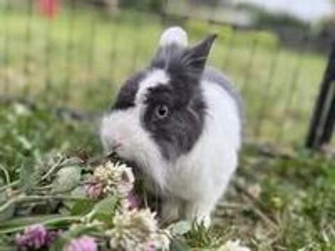   Lapin PANPAN  l adoption 